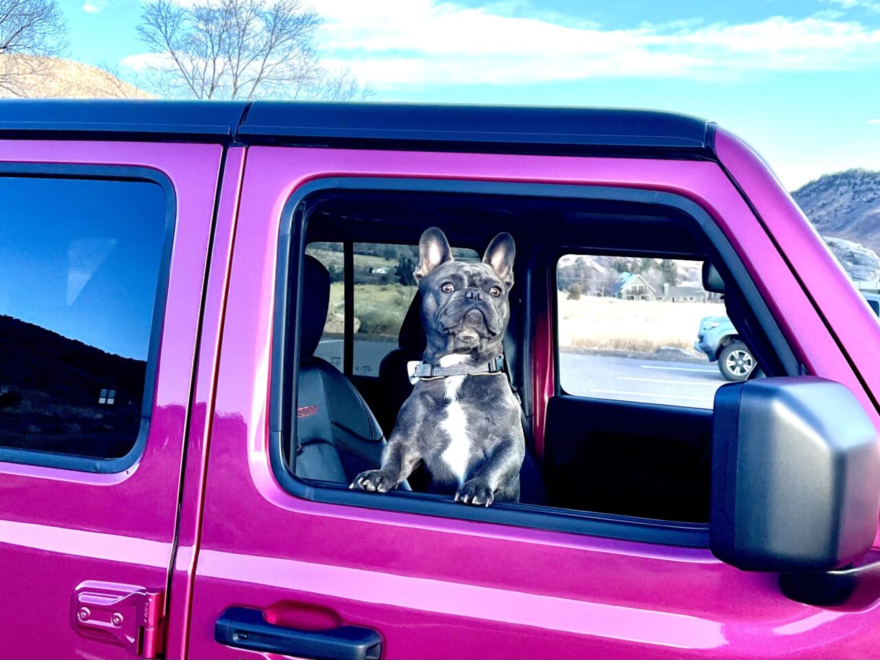 Dog Friendly Activities