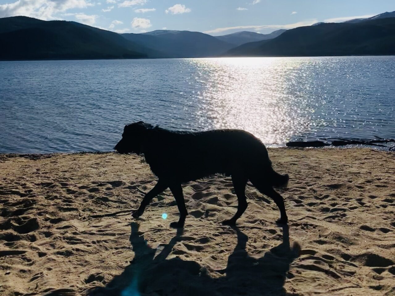 Bring your dog