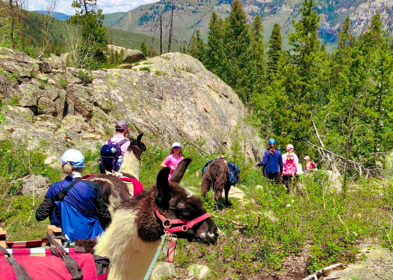 Hiking with Lamas in Vail