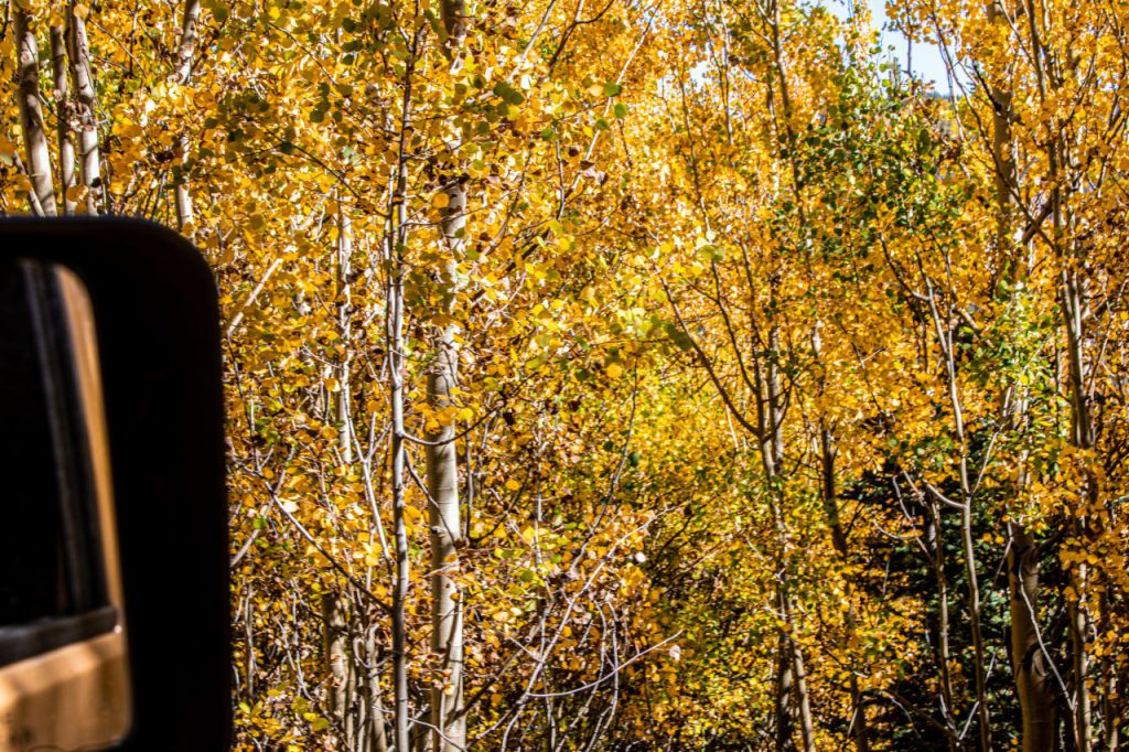 Best leaf peeping in Colorado Native Jeeps